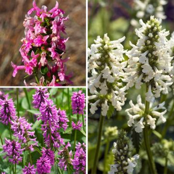 Colección Stachys officinalis - Betónicas