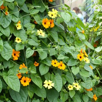 Colección Thunbergia Alata - Susana de ojos negros