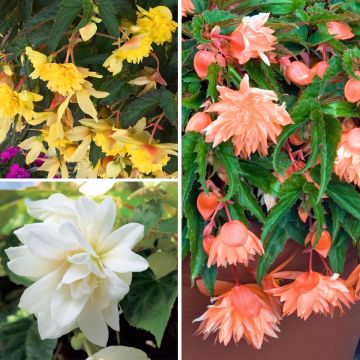 Colección de 3 begonias colgantes Belleconia