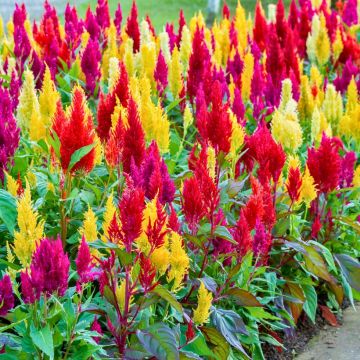 Colecciones de Celòsias