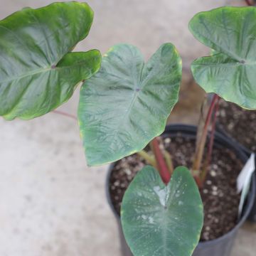 Colocasia Hawaiian Punch
