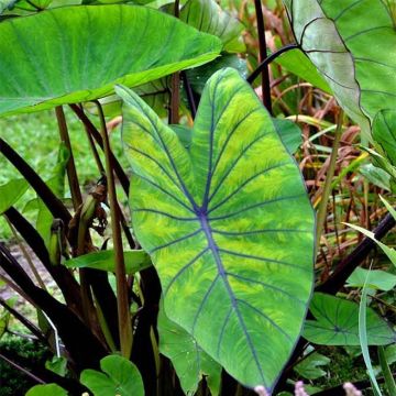 Colocasia Blue hawaii