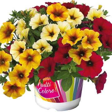 Composición Bonfire - 3 petunias Beautical en colores surtidos
