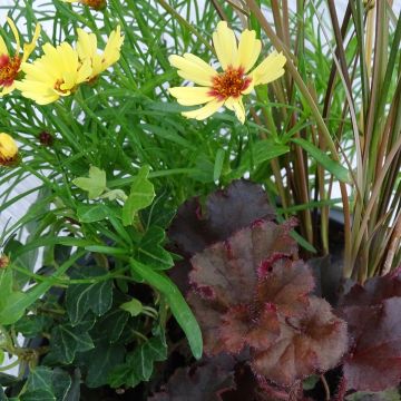 Composición Full of Joy - composición de 4 plantas Composición Full of Joy - composición de 4 plantas