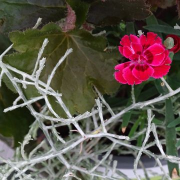 Composición Morning Walk - Composición de 3 plantas Composición Morning Walk - Composición de 3 plantas