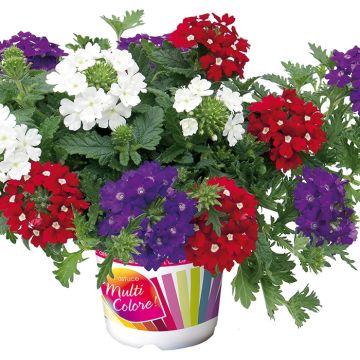 Composición Belle Époque - 3 Verbena híbrida