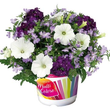 Composición Do you lilac it - Composición de 3 plantas anuales