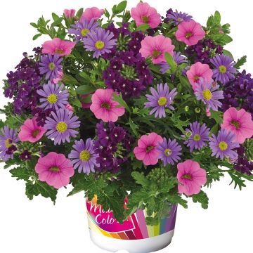Composición Purple Rain imp. - Composición de 3 plantas anuales