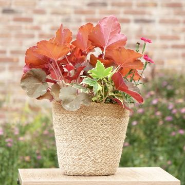 Composición Lucky Charm - composición de 3 plantas