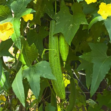Pepino Vert Long de Chine