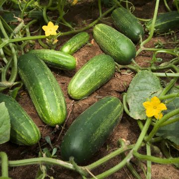 Pepino Bereket F1