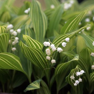 Convallaria majalis Albostriata - Lirio de los valles