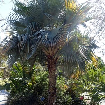 Copernicia hospita - Guano cano