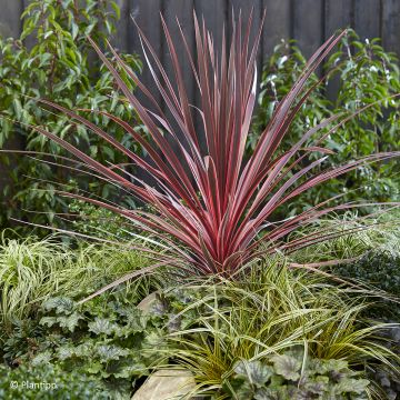Cordiline Charlie boy- Cordyline australis
