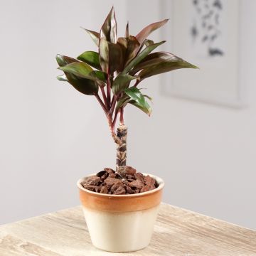 Cordiline fructicosa Purple Compacta