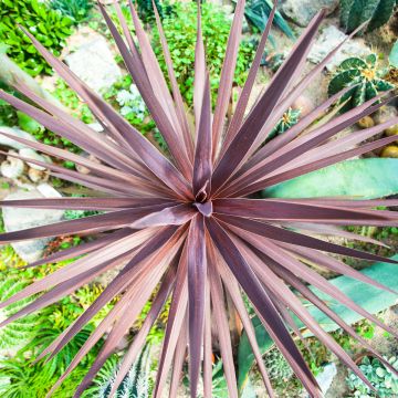 Semillas de Cordiline purpurea - Cordyline australis