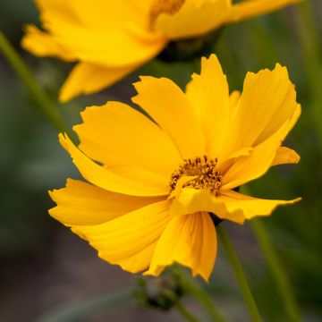 Coreopsis grandiflora Badengold