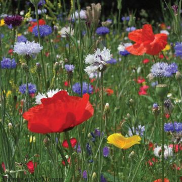 Semillas de Mezcla Flores de los Campos - Mezcla Flores de los Campos