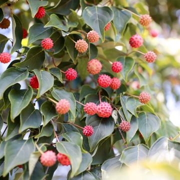 Cornus capitata - Cornejo del Himalaya