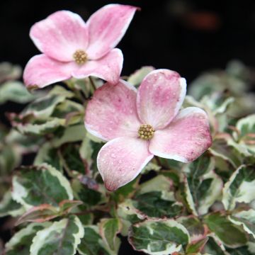 Cornus kousa Akatsuki - Cornejo japonés