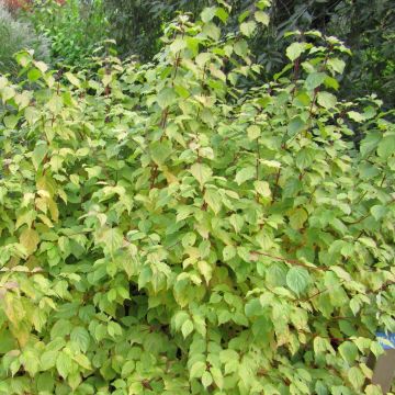 Cornus sanguinea Anny's Winter Orange - Cornejo rojo