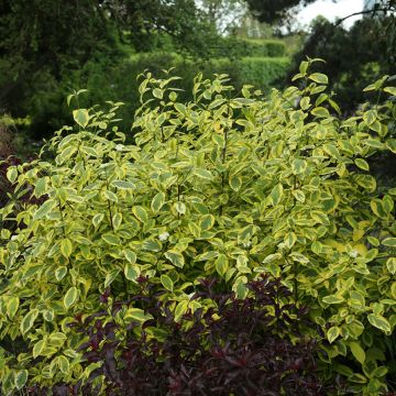 Cornus sericea Hedgerow's Gold - Cornejo colorado de arroy