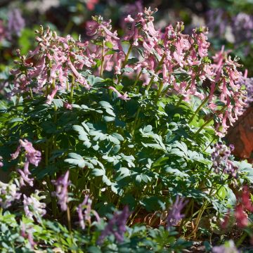 Corydalis solida subsp. solida - Violeta bulbosa