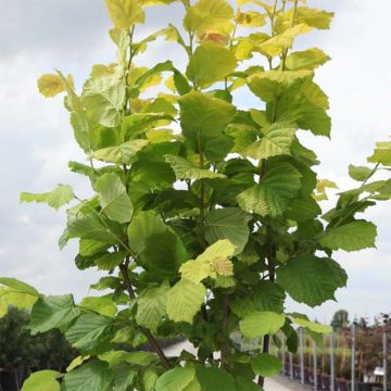 Avellana Aurea