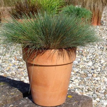 Corynephorus canescens Spiky Blue