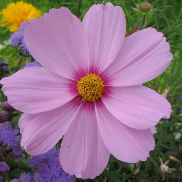 Cosmos bipinnatus Sonata Pink Blush