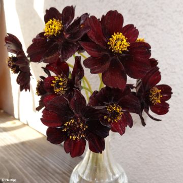 Cosmos atrosanguineus Eclipse