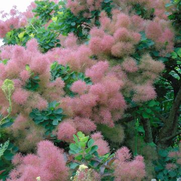 Árbol de las pelucas Joe - Cotinus coggygria