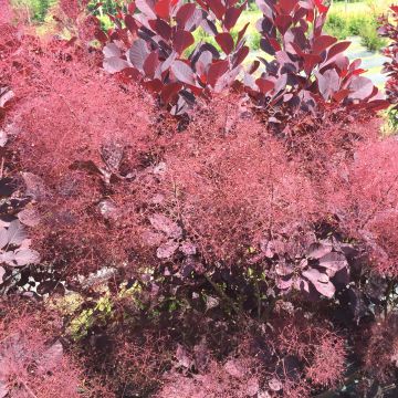 Árbol de las pelucas Winecraft Black - Cotinus coggygria