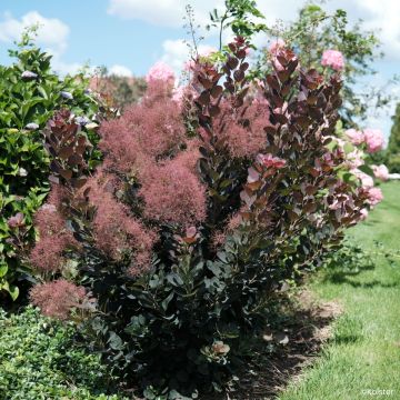 Cotinus coggygria Magical Torch - Árbol del humo