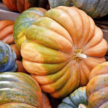 Calabacita amarilla Musquée d'hiver de Provence