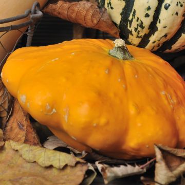 Calabaza bonetera Pâtisson Orange Bio - Ferme de Sainte Marthe