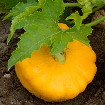 Calabaza bonetera Pâtisson orange