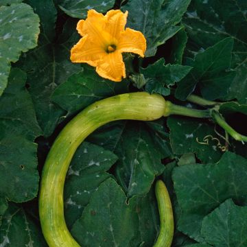 Calabacita amarilla Trompette d'Albenga