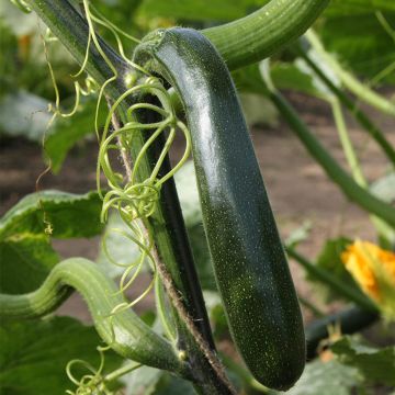 Courgette Ola Escaladora F1 BIO grimpante
