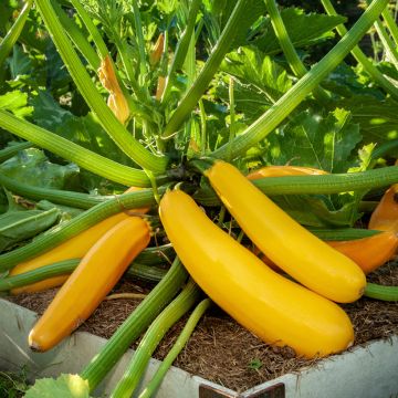 Calabacín Goldena Bio (semillas)