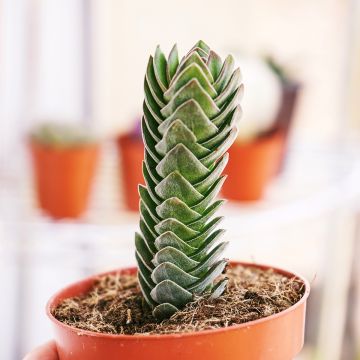 Crásula Buddha's Temple - Crassula pyramidalis