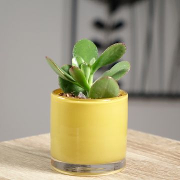 Planta de jade - Crassula ovata