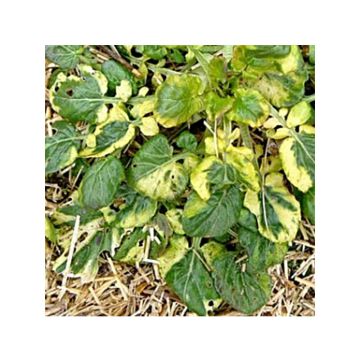 Hierba de Santa Bárbara Variegata no tratada
