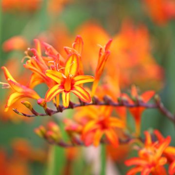 Crocosmia Firestarter Crocosmia Firestarter
