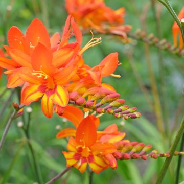 Crocosmia Scorchio
