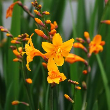 Crocosmia crocosmiiflora Colombus