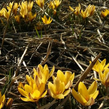 Crocus Little Amber