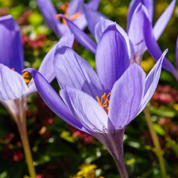 Crocus speciosus Artabir - Croco de otoño