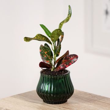 Croton Mammy - Codiaeum