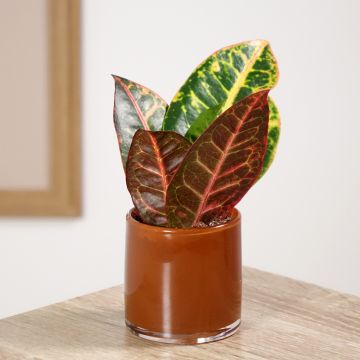 Croton Petra - Codiaeum variegatum